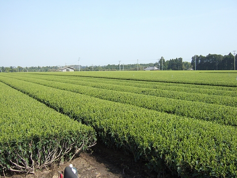 2010040306.jpg