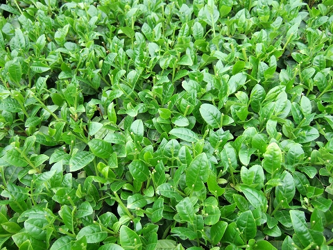 2010040402.jpg