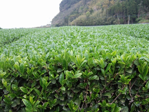 2010040403.jpg