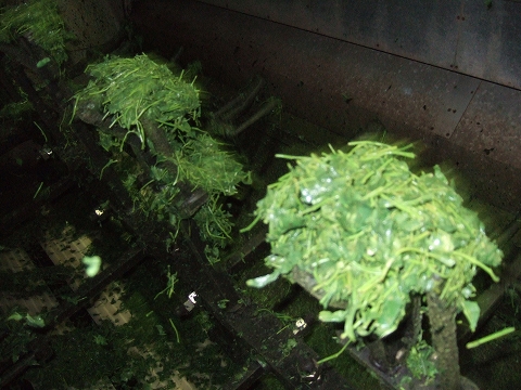 2010040505.jpg