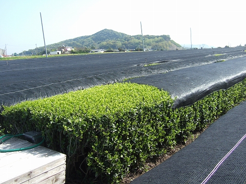 2010040603.jpg