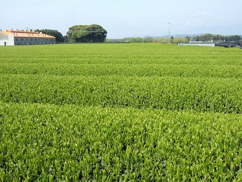 2010040605.jpg