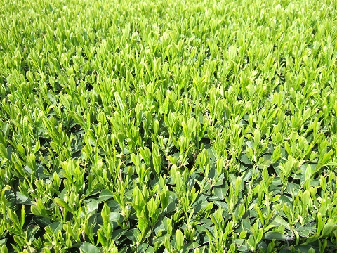 2010040606.jpg
