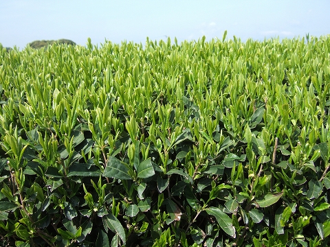 2010040607.jpg
