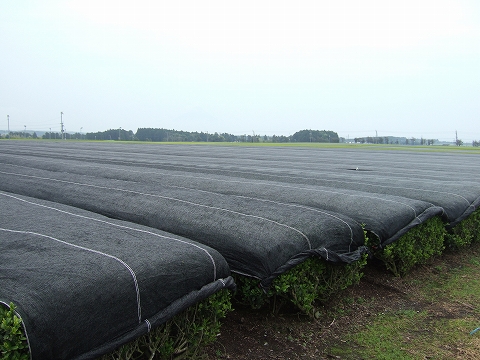 2010040702.jpg