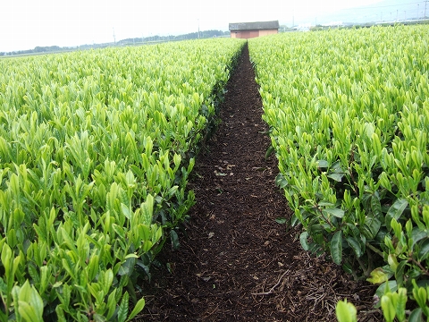 2010040704.jpg