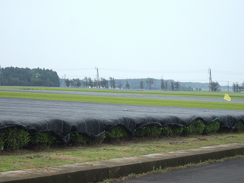 2010040706.jpg