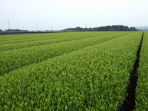 2010040707.jpg