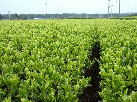 2010040708.jpg