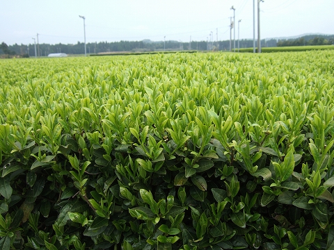 2010040712.jpg