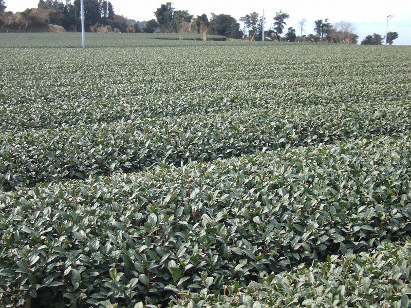201102013.jpg