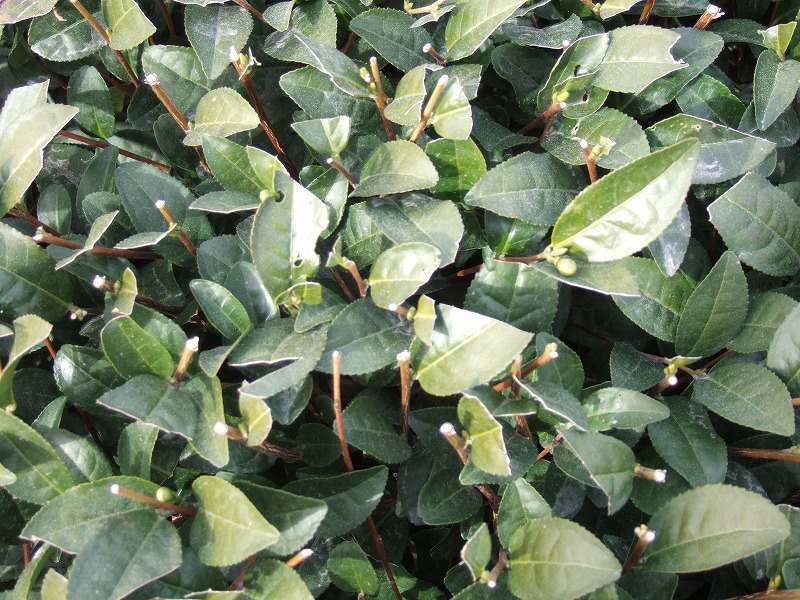 201102014.jpg
