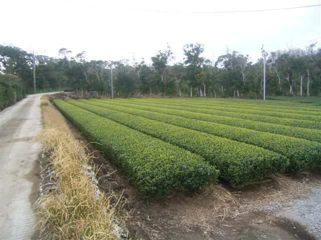A_0305_no4matu.jpg