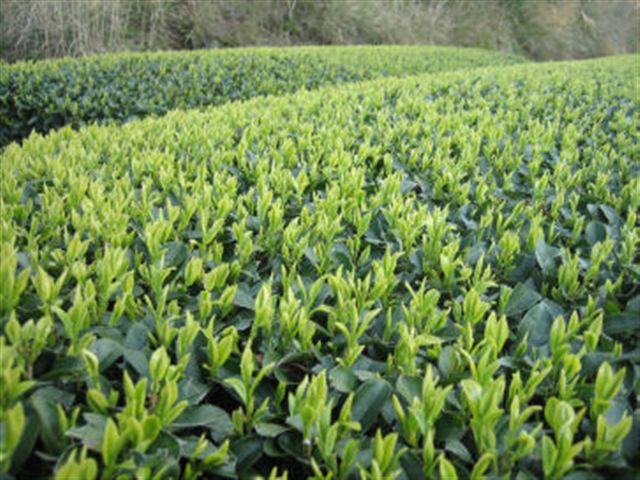 A_20070322_kuritaNo01.jpg