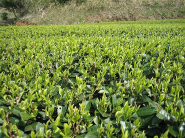 A_20070322_kuritaNo02.jpg