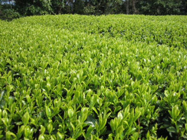 A_20070322_matujyuNo02.jpg