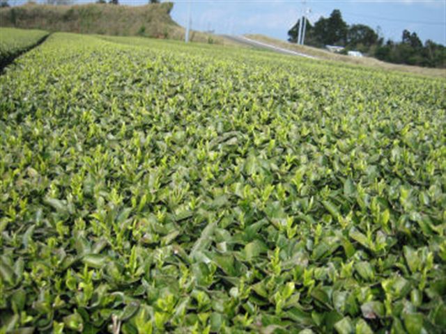 A_20070322_yutakaNo02.jpg