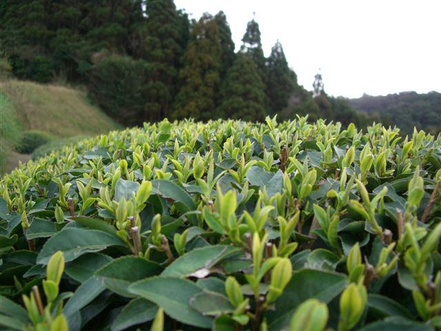 B_0306_no2kuri.jpg