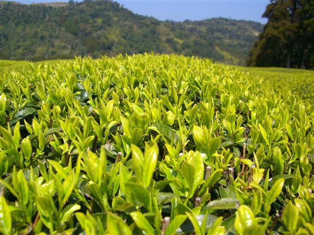 B_20070322_kuritaNo01.jpg