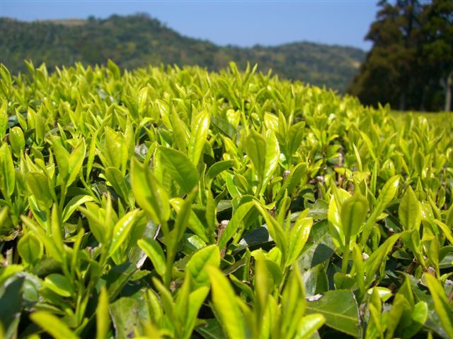 B_20070322_kuritaNo02.jpg