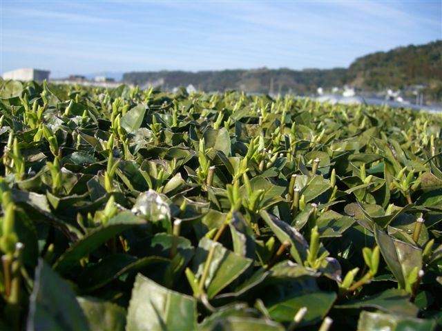 C_0306_no1yutaka.jpg