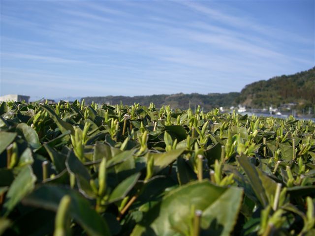C_0306_no2yutaka.jpg