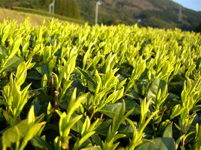 C_20070322_kuritaNo01.jpg