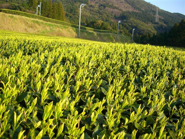 C_20070322_kuritaNo02.jpg