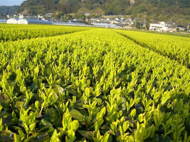 C_20070322_yutakaNo01.jpg