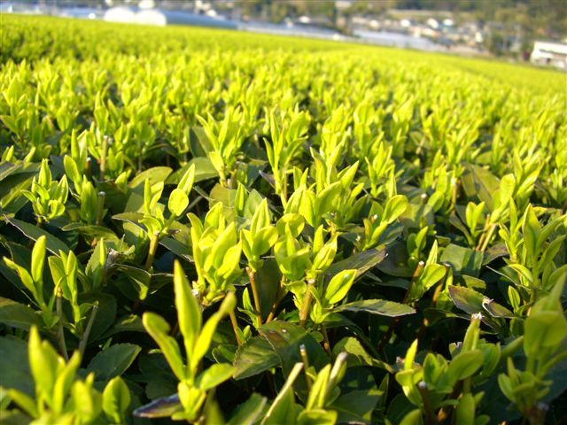 C_20070322_yutakaNo02.jpg