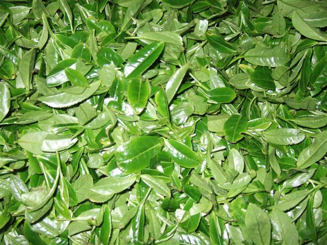 F_20070328_matujyu_tekisaigo_R.jpg