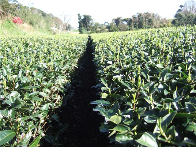 F_20070328_yabukitaNo1_R.jpg