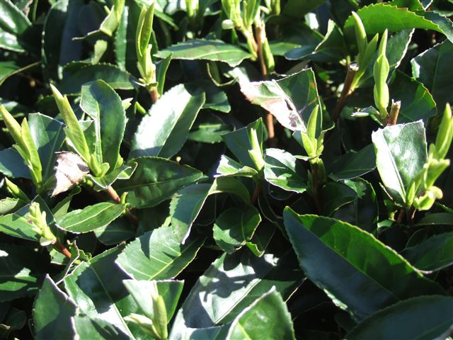 F_20070328_yabukitaNo2_R.jpg