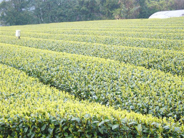 kurita200604_01_R.jpg